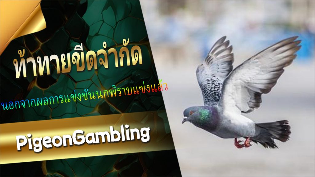 PigeonGambling วิธีการวางเดิมพัน