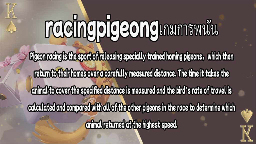 racingpigeongเกมการพนัน (2)