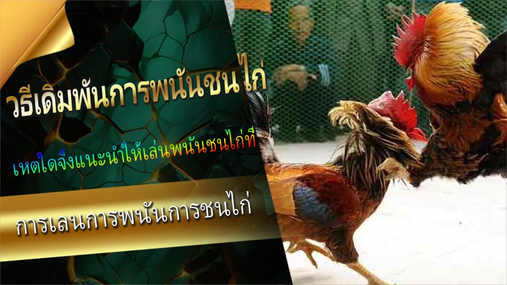 การเล่นการพนันการชนไก่