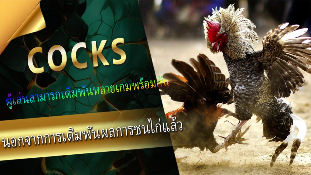 เหตุใดจึงแนะนำให้เล่นพนันชนไก่ที่ 【Len99 online casino】