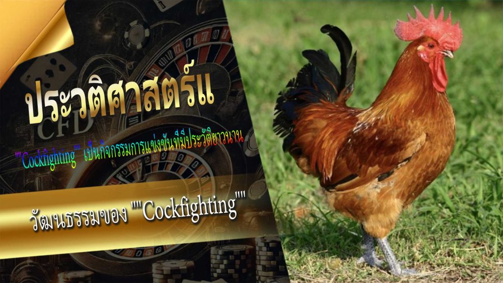 ประวัติศาสตร์และวัฒนธรรมของ "Cockfighting"