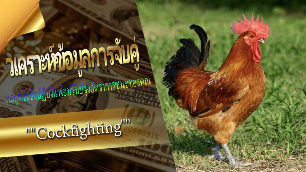 วิเคราะห์ข้อมูลการจับคู่ ""Cockfighting""