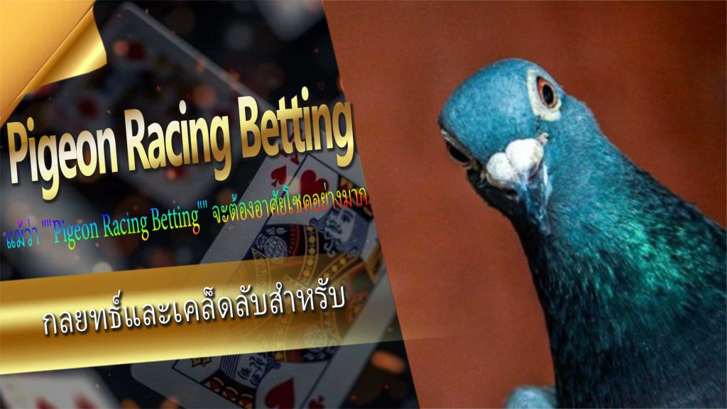 กลยุทธ์และเคล็ดลับสำหรับ Pigeon Racing Betting